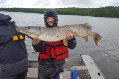Brody Williams 36.5" Northern Released June 16th