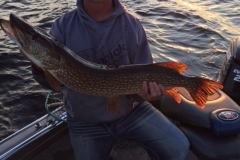 Mike Lammers 40" Northern Released July 24th