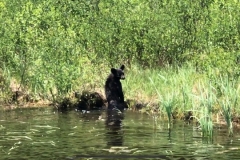 Bear swimming in the lake